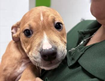 Reggie -  Pit Bull Terrier Dog for Adoption in Columbus, Indiana - Reggie | PetCurious