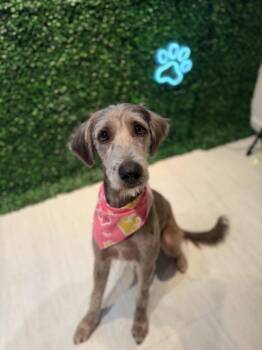 Winnie -  Goldendoodle and Great Dane Dog for Adoption in Dysart, Iowa - Winnie | PetCurious