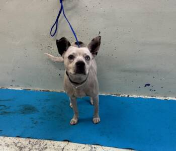 Staffordshire Bull Terrier and Mixed Breed Dogs Available for Adoption in Houston, Texas - A2067720 | PetCurious