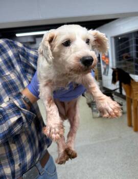 Ivory -  Schnauzer and Poodle Dog for Adoption in Thompson Falls, Montana - Ivory | PetCurious