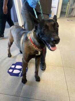 BRUNO -  Belgian Shepherd Malinois Dog for Adoption in Rancho Cucamonga, California - BRUNO | PetCurious