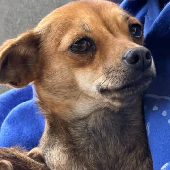 Chihuahua and Dachshund Dogs Available for Adoption in Ridgefield, Washington - Ms. Cutie Mira | PetCurious