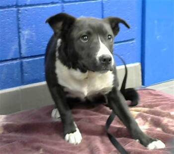 BETSY -  Pit Bull Terrier and Mixed Breed Dog for Adoption in Albuquerque, New Mexico - BETSY | PetCurious