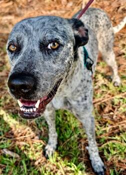 Rescue Pointer and Cattle Dog Dogs for Adoption in Fort Myers, Florida - Tahoe - Beautiful Boy! | PetCurious