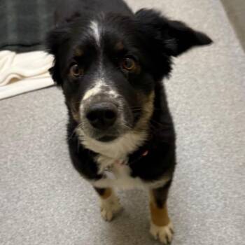 Australian Shepherd Dogs Available for Adoption in Cedaredge, Colorado - Jake Is A Mini-Aussie | PetCurious