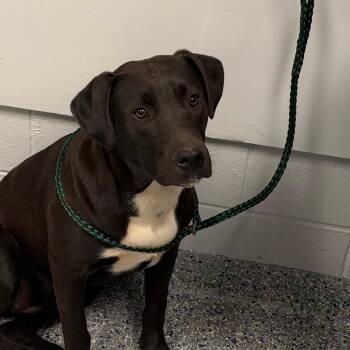 Mari-Bella -  Mixed Breed Dog for Adoption in Greenville, South Carolina - Mari-Bella | PetCurious