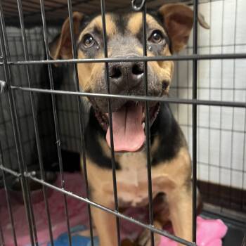 Jolene -  Mixed Breed Dog for Adoption in Flagstaff, Arizona - Jolene | PetCurious