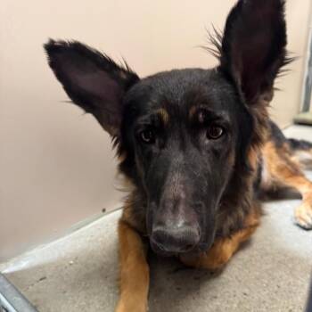 Sombra -  German Shepherd Dog Dog for Adoption in Murray, Utah - Sombra | PetCurious