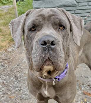 Nova -  Cane Corso Dog for Adoption in Mckeesport, Pennsylvania - Nova | PetCurious
