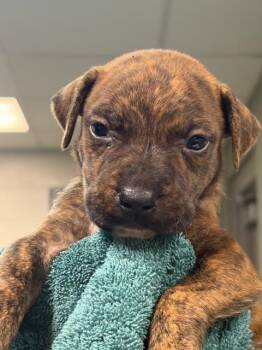 PINE -  Mixed Breed Dog for Adoption in Jacksonville, Florida - PINE | PetCurious