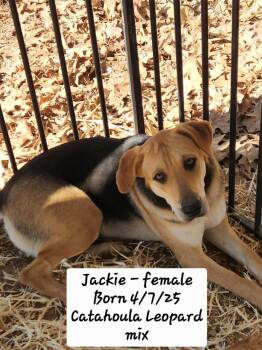 Catahoula Leopard Dog and Black Mouth Cur Dogs Available for Adoption - Jackie | PetCurious