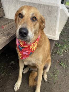 AMBER -  Golden Retriever and Mixed Breed Dog for Adoption in Tulsa, Oklahoma - AMBER | PetCurious