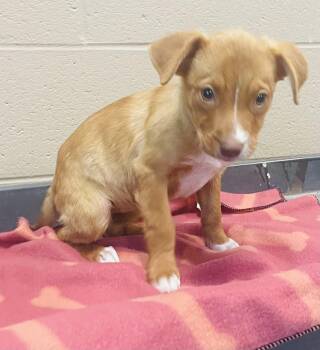 Chestnut -  Terrier and Shepherd Dog for Adoption in Seabrook, Texas - Chestnut | PetCurious