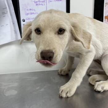 Retriever Dogs Available for Adoption in Parrish, Alabama - Peaches | PetCurious