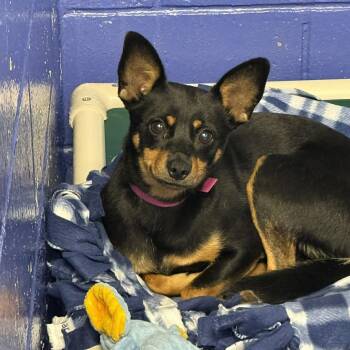 Chihuahua Dogs Available for Adoption in Eastford, Connecticut - CT Tootsie Roll | PetCurious