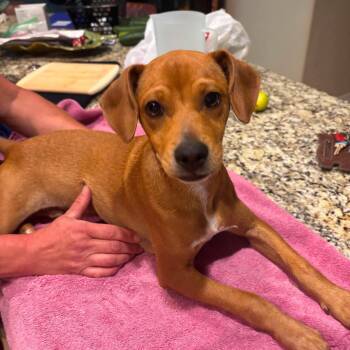 Rusty -  German Pinscher and Dachshund Dog for Adoption in San Antonio, Texas - Rusty | PetCurious