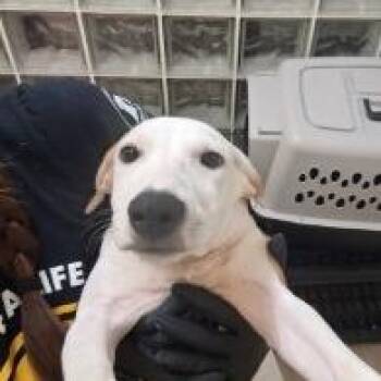 South -  Mixed Breed Dog for Adoption in West Palm Beach, Florida - South | PetCurious