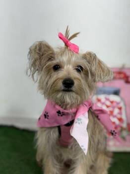Queen-One of our Amazing Rescue Dogs -  Yorkshire Terrier and Silky Terrier Dog for Adoption in Carlsbad, California - Queen-One Of Our Amazing Rescue Dogs | PetCurious
