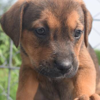 Stevie -  Boxer and Labrador Retriever Dog for Adoption in Monon, Indiana - Stevie | PetCurious