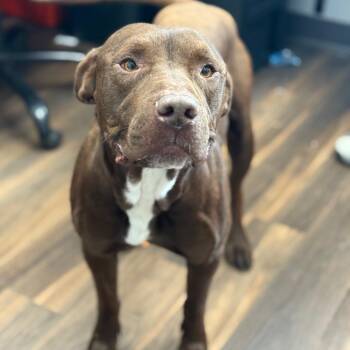 Mixed Breed Dogs Available for Adoption - Barney | PetCurious