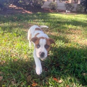 American Staffordshire Terrier Dogs Available for Adoption in Palm Harbor, Florida - Evian | PetCurious