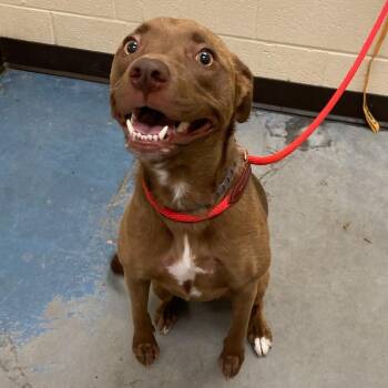 ORIE (Marathon Runner) -  Mixed Breed Dog for Adoption in Memphis, Tennessee - ORIE (Marathon Runner) | PetCurious