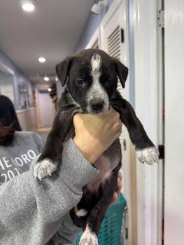 Rescue Mixed Breed Dogs for Adoption in Statesboro, Georgia - Pear (Purple) | PetCurious