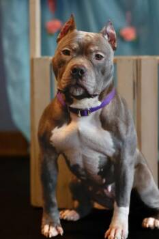 American Bully Dogs Available for Adoption - Violet | PetCurious