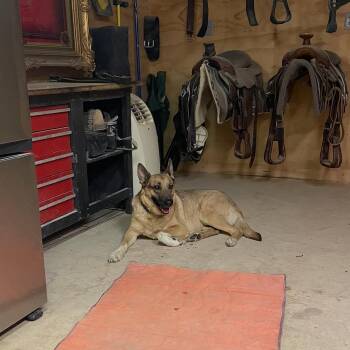 Sasha -  Shepherd Dog for Adoption in Las Vegas, Nevada - Sasha | PetCurious
