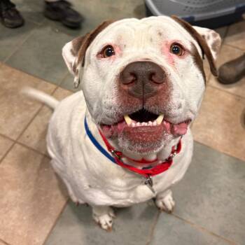 Mixed Breed Dogs Available for Adoption in Chattanooga, Tennessee - Boomer | PetCurious