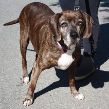 Plott Hound and Mixed Breed Dogs Available for Adoption in Richmond, Virginia - Abraham | PetCurious