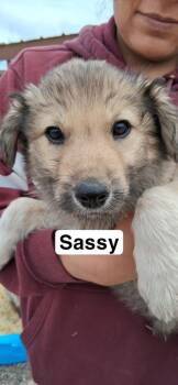 Australian Shepherd Dogs Available for Adoption in Lafayette, Colorado - Sassy | PetCurious