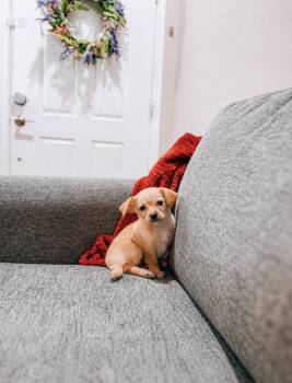Maki -  Chiweenie and Miniature Poodle Dog for Adoption in Goodyear, Arizona - Maki | PetCurious