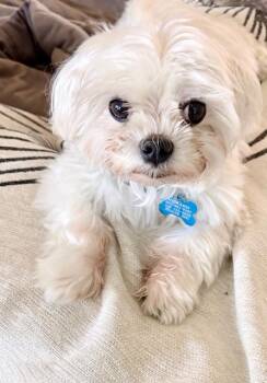 Maltese and Shih Tzu Dogs Available for Adoption - Mel | PetCurious