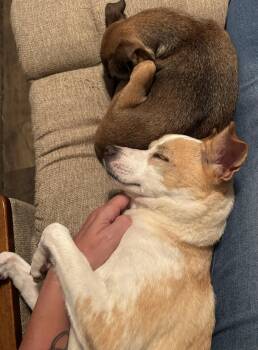 Bailey -  Italian Greyhound Dog for Adoption in Gilbert, Arizona - Bailey | PetCurious