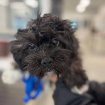 Shih Tzu and Bichon Frise Dogs Available for Adoption - Kiwi | PetCurious