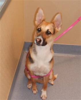 SABLE -  German Shepherd Dog and Greyhound Dog for Adoption in San Jose, California - SABLE | PetCurious