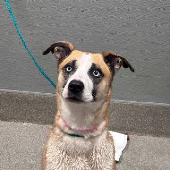 MERIDA -  Siberian Husky and Mixed Breed Dog for Adoption in Las Vegas, Nevada - MERIDA | PetCurious
