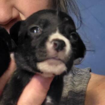 Pixie/ girl 2 -  Chihuahua Dog for Adoption in Goltry, Oklahoma - Pixie/ Girl 2 | PetCurious