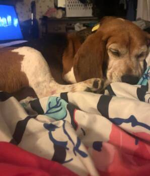 Buster VIII -  Beagle Dog for Adoption in Dunnellon, Florida - Buster VIII | PetCurious