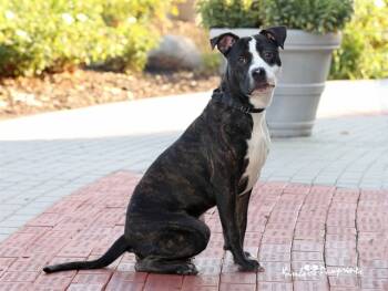 Rescue Bull Terrier and Mixed Breed Dogs for Adoption in Omaha, Nebraska - BLORBO | PetCurious