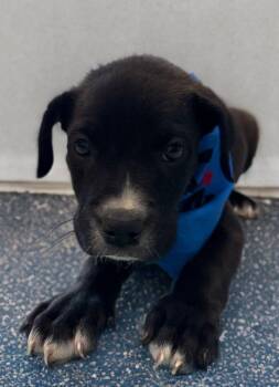 Ken -  Labrador Retriever Dog for Adoption in Kingman, Arizona - Ken | PetCurious