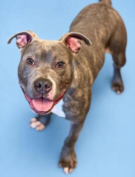 Pit Bull Terrier and Mixed Breed Dogs Available for Adoption in Bowling Green, Kentucky - Frank | PetCurious