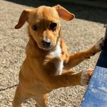 Chihuahua Dogs Available for Adoption in Dayton, Ohio - Arda | PetCurious