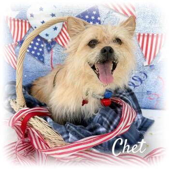 Chet -  Terrier and Pomeranian Dog for Adoption in Tulsa, Oklahoma - Chet | PetCurious
