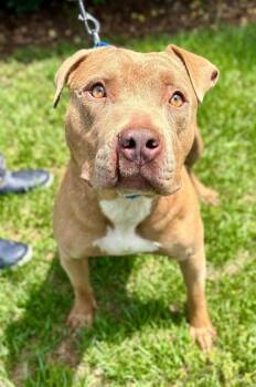 STAR -  American Staffordshire Terrier and Mixed Breed Dog for Adoption in York, South Carolina - STAR | PetCurious