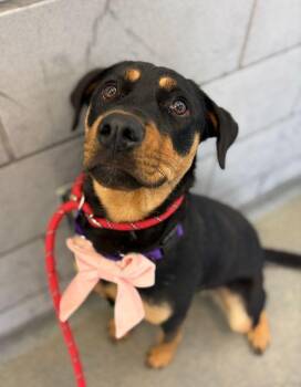 Rottweiler Dogs Available for Adoption in Deering, New Hampshire - Ash | PetCurious