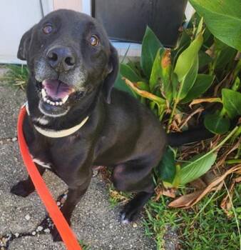 Lincoln 13 -  Black Labrador Retriever Dog for Adoption in Killingworth, Connecticut - Lincoln 13 | PetCurious