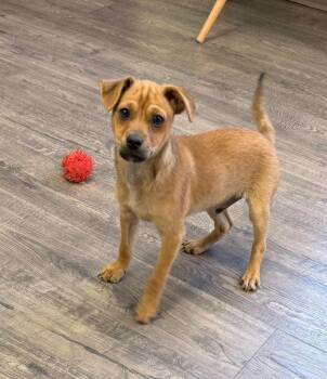 Chihuahua Dogs Available for Adoption - Thumper | PetCurious