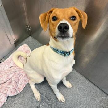 Lily Pad -  Retriever Dog for Adoption in New York, New York - Lily Pad | PetCurious